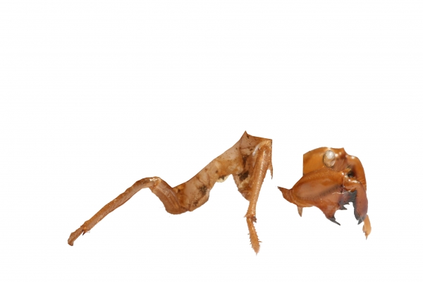 Creation of love bug: Step 2